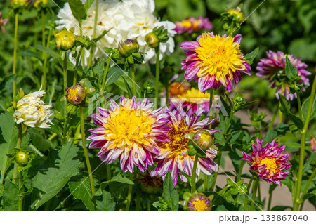Dahlia flowers bush in garden. Yellow purple pink colored flower bud. Petal Plant bloom. 133867040