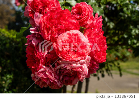 Red rose flowers bush in garden 133867051