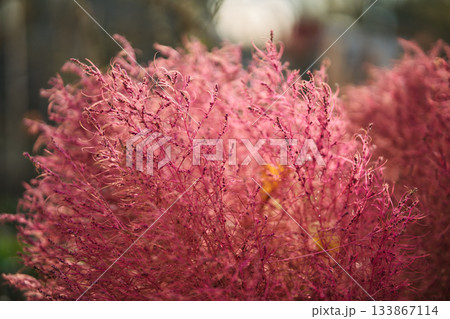 Vibrant pink autumn bush background texture Vibrant pink autumn bush background texture 133867114