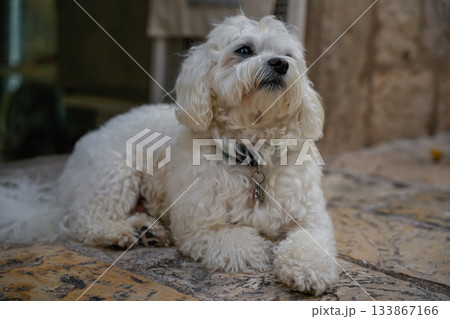 Close-up of a Maltipoo dog lying near a store entrance, looking upwards. Focus on small dog breed, pet care, and urban environment. Background and texture of store entrance visible. Close-up of a Maltipoo dog lying near a store entrance, looking upwards. Focus on small dog breed, pet care, and urban environment. Background and texture of store entrance visible. 133867166