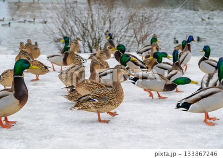 Flock of Mallard Ducks on Snow Near Winter Lake 133867246