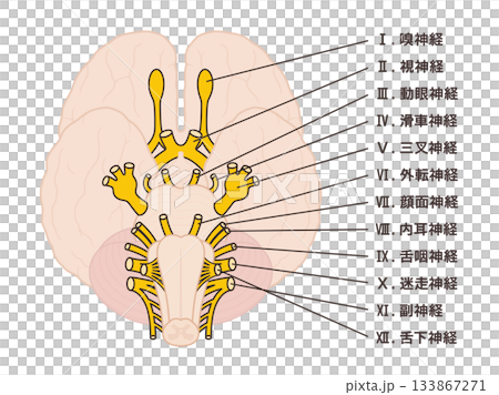 Illustration of the 12 cranial nerves with names 133867271