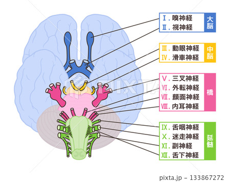 12脳神経のイラスト_起始部が分かりやすいように中脳あり_名前あり 133867272