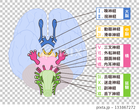 Illustration of the 12 cranial nerves, with midbrain for easy identification of their origins, and names 133867272