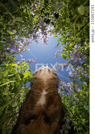 cat attracted by catnip plant 133867291