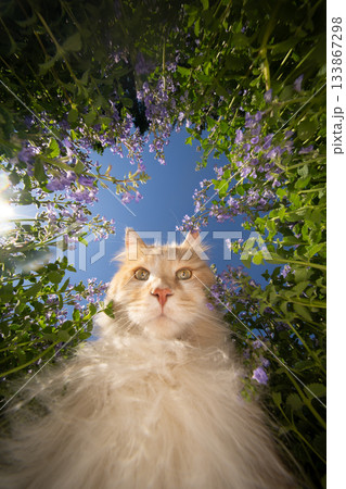 cat attracted by catnip plant cat attracted by catnip plant 133867298