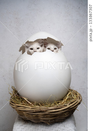 white maine coon kittens hatching from giant easter egg white maine coon kittens hatching from giant easter egg 133867307