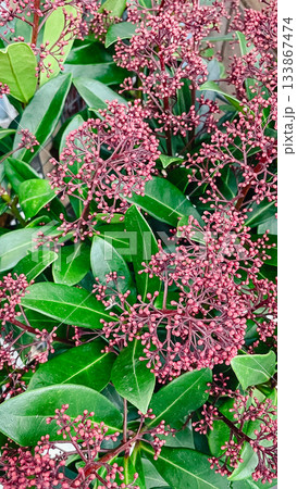Vibrant red and pink flower bud clusters against glossy green leaves of an evergreen shrub Vibrant red and pink flower bud clusters against glossy green leaves of an evergreen shrub 133867474