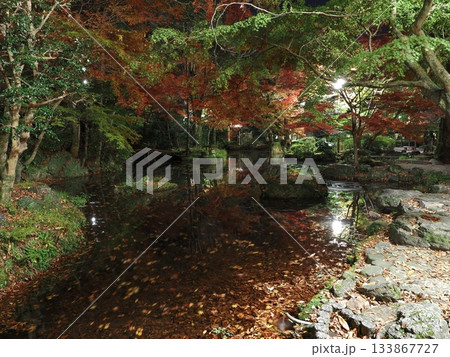 紅葉の岐阜公園 紅葉の岐阜公園 133867727