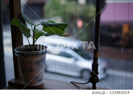 窓際に置かれた小さな観葉植物と外の風景を望むカフェ席 133868024