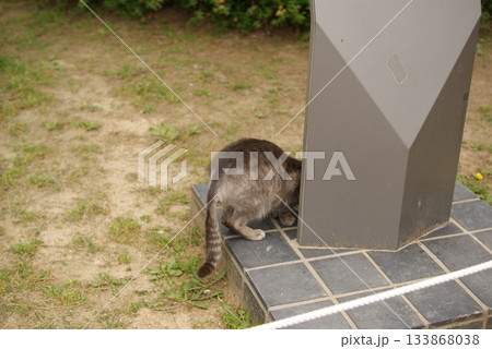 柱の影に顔を隠すグレーの野良猫が探検する庭の一瞬  133868038