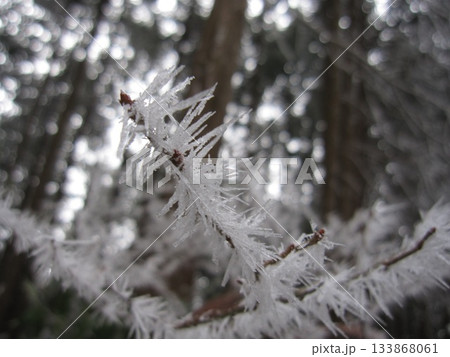 冬の枝に宿る氷結結晶の精緻なフォルムを描くマクロショット 133868061