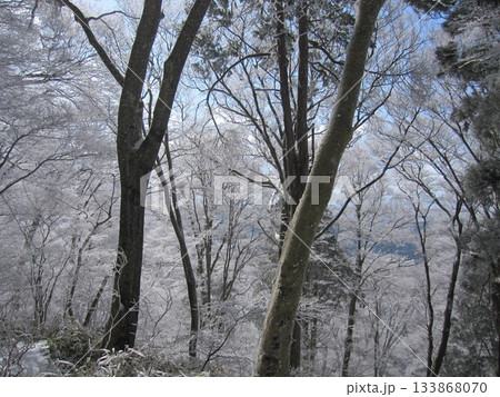 霧氷に包まれた冬の樹林が織りなす白銀の静寂  133868070