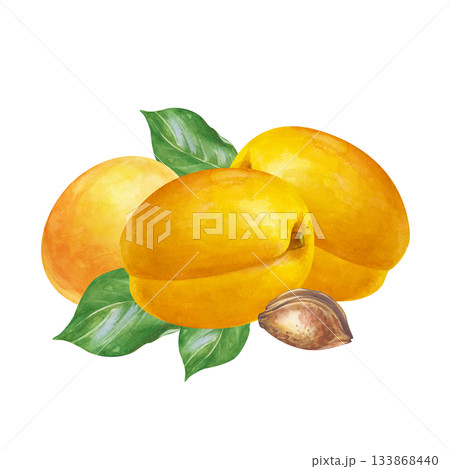 Watercolor composition with ripe apricots on an isolated background. Botanical illustration with ripe fruits, green leaves and pits. A fruit clipart for the design of product and cosmetic lines. 133868440