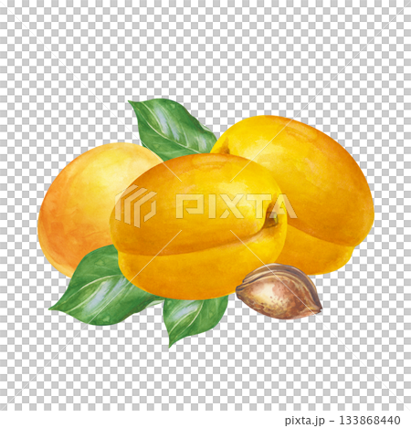 Watercolor composition with ripe apricots on an isolated background. Botanical illustration with ripe fruits, green leaves and pits. A fruit clipart for the design of product and cosmetic lines. 133868440