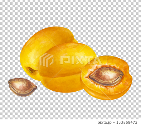 Two whole apricots and a half with a stone on an isolated background. Watercolor illustration in natural colors. Realistic clipart with juicy fruits for grocery or cosmetic lines. Autumn harvest. 133868472