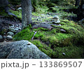 background in the forest with a pebble man 133869507
