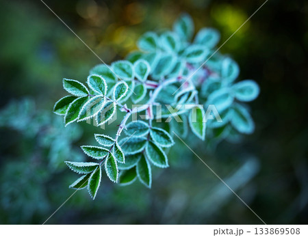 background twig with green leaves with frost background twig with green leaves with frost 133869508