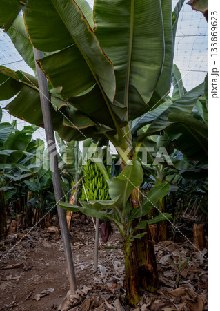 View inside to the banana farm, Tenerife, Spain 133869623