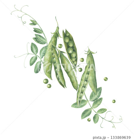 Composition of pods, seeds, leaves and sprouts of green peas. Watercolor illustration hand drawn and isolated on a white background. Perfect for postcards, invitations, polygraph, tableware, textile Composition of pods, seeds, leaves and sprouts of green peas. Watercolor illustration hand drawn and isolated on a white background. Perfect for postcards, invitations, polygraph, tableware, textile 133869639
