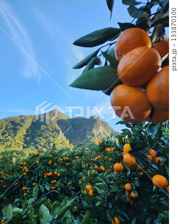 Tangerine farms in Jeju Island, South Korea 133870100