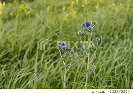 7月末のヒゴタイ（熊本県阿蘇郡ヒゴタイ公園） 133870299