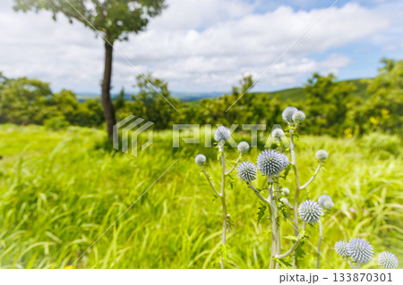 7月末のヒゴタイ（熊本県阿蘇郡ヒゴタイ公園） 133870301