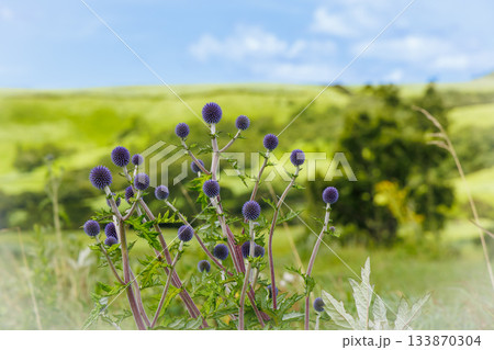 7月末のヒゴタイ（熊本県阿蘇郡ヒゴタイ公園） 133870304