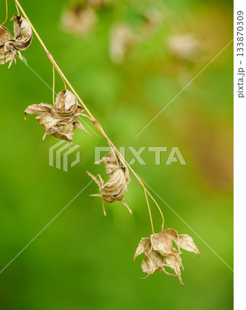 冬枯れの六甲山の登山道 133870309