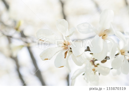 北海道の公園に咲くコブシの花 北海道の公園に咲くコブシの花 133870319