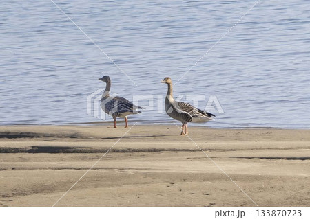 川辺で羽を休めるヒシクイ 133870723
