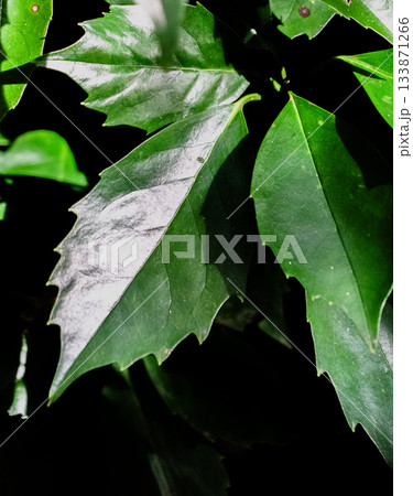 秋の寂光院境内の景色 秋の寂光院境内の景色 133871266