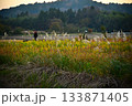 晩秋の草の色 133871405