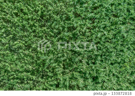 Creeping evergreen juniper with dense needle-like foliage forming a lush green carpet. 133872818