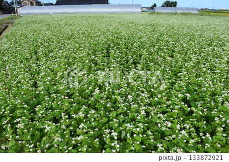 蕎麦畑 小さな白い花 133872921