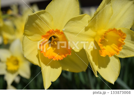 スイセンの花 スイセンの花 133873008