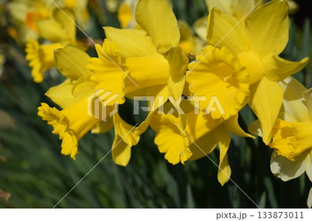 スイセンの花 スイセンの花 133873011