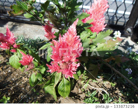赤い羽毛鶏頭の花 133873216
