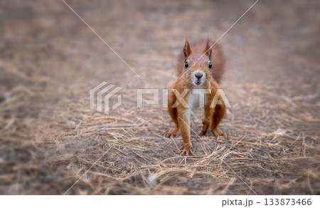 Curious red squirrel standing on forest ground looking at camera 133873466