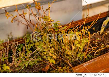 Wooden Garden Planter Box With Faded Autumn Plants: Sunlit Outdoor Terrace Scene With Withered Leaves And Seasonal Garden Details Wooden Garden Planter Box With Faded Autumn Plants: Sunlit Outdoor Terrace Scene With Withered Leaves And Seasonal Garden Details 133873547