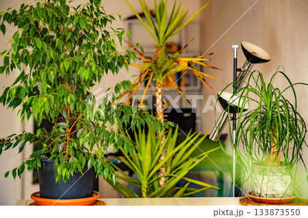 Indoor Houseplant Collection With Green Foliage: Potted Tropical Plants Arranged In Bright Home Interior With Natural Light And Cozy Atmosphere Indoor Houseplant Collection With Green Foliage: Potted Tropical Plants Arranged In Bright Home Interior With Natural Light And Cozy Atmosphere 133873550