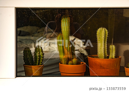 Indoor Cactus Plants In Terracotta Pots: Sunlit Window Display With Green Succulents Reflected Against Cozy Interior Background 133873559