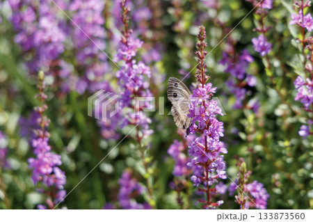 ミソハギとジャノメチョウ（熊本県阿蘇郡ヒゴタイ公園） 133873560