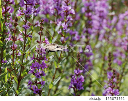 ミソハギとジャノメチョウ（熊本県阿蘇郡ヒゴタイ公園） 133873561