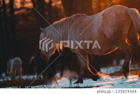 朝焼けと道産子 133874304