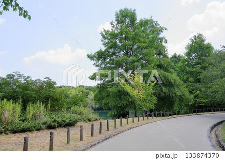 夏の公園　色づく桜の葉 133874370