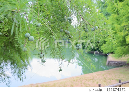 夏の公園　ラクウショウの実 133874372