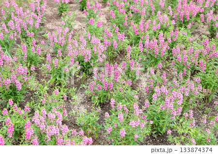 群生　アンゲロニアの花 133874374