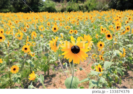 群生　ヒマワリの花 133874376