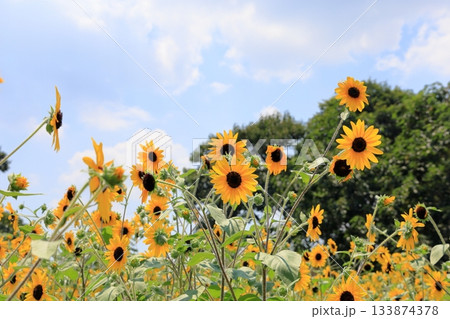 群生 ヒマワリの花 群生 ヒマワリの花 133874378
